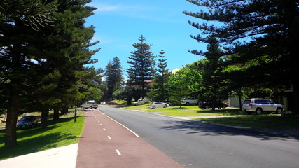 Picturesque pine tree lined suburban street and bike lane in Cottesloe, a beach-side suburb of the city of Perth in Western Australia.