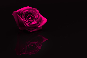 Rose. Flower. Head. Reflected. Pink. Macro