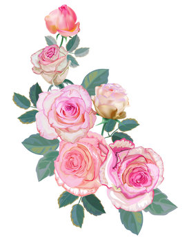 Pink rose  beautiful nature -vector