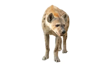 Foto op Plexiglas gevlekte hyena geïsoleerd © anankkml