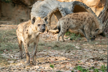 spotted hyena in zoo