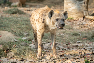 spotted hyena in zoo