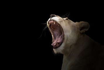 female white lion yawn