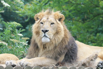 Naklejka premium Lion