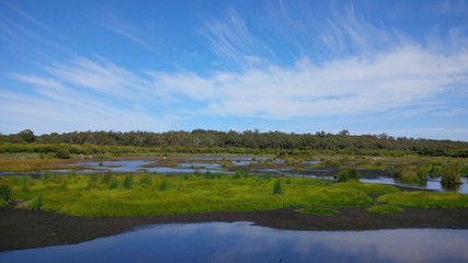 Fototapeta na wymiar Lake Wagardu in Yanchep National Park, Yanchep, Western Australia. Located north of Perth, the park's bushland and wetland are home to western gray kangaroos and rich birdlife.