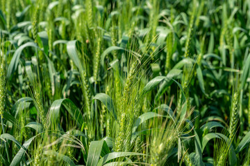 Fototapeta premium Green wheat field
