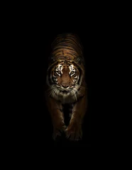 Fotobehang Bengaalse tijger in het donker © anankkml