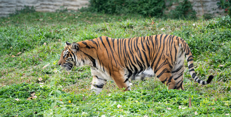 bengal tiger in zoo