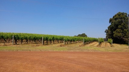 Fototapeta na wymiar Sandalford Wines, Western Australia, Australia