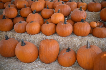 Arizona Autumn pumpkins, pumpkin field, gourdes, ghost pumpkin and squash
