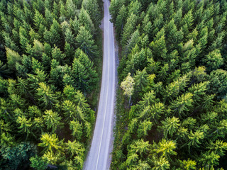 Top view of dark green forest landscape in winter. Aerial nature scene of pine trees and asphalt road.