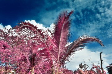 Fantasy infrared shots of palm tree on the Seychelles islands