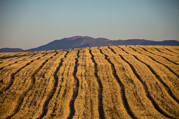 Obraz premium after the wheat harvest