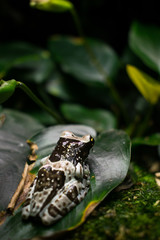 frog on leaf
