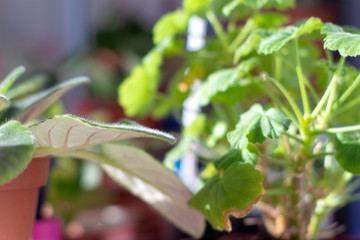 house plants on a window sill