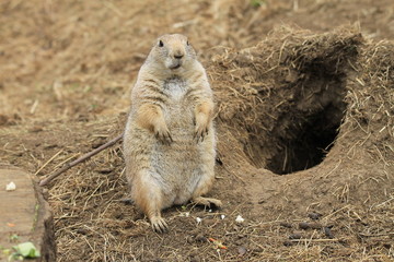 Prairie Dog