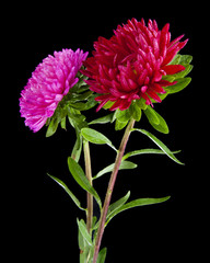 Aster flowers isolated on black background
