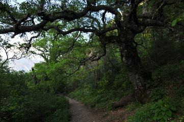 trail in the forest