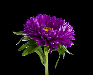 Aster flowers isolated on black background