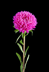 Aster flowers isolated on black background