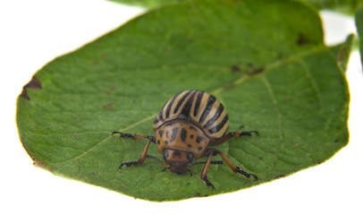 colorado potato beetle on green leaf isolated on white background