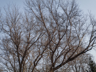 Grunge nature. Leafless trees. Forest. Natural background. Park. Outdoor