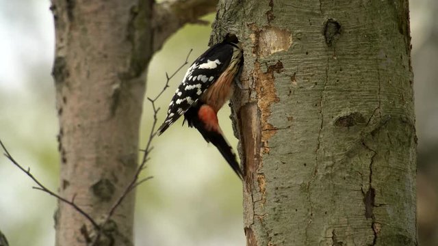 White-backed woodpecker