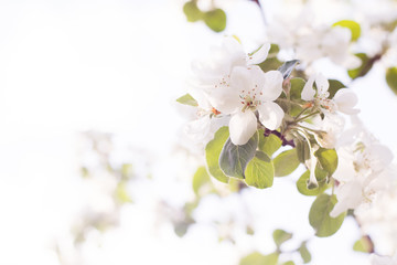 Fototapeta na wymiar Apple tree blooms in spring