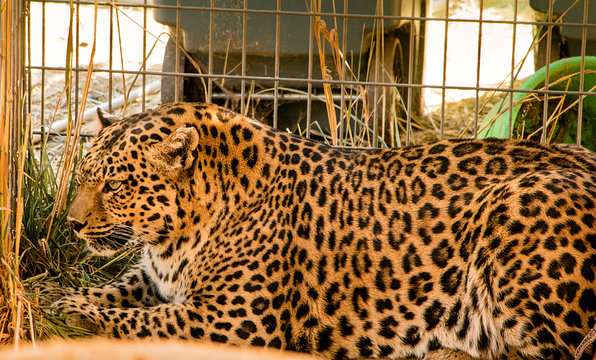 Leopard