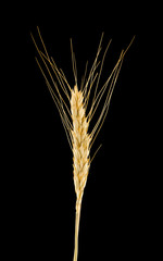 spikelets isolated on black background