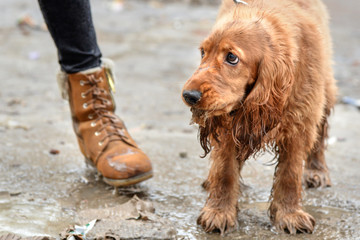 Sad dog stands on the ground in the mud