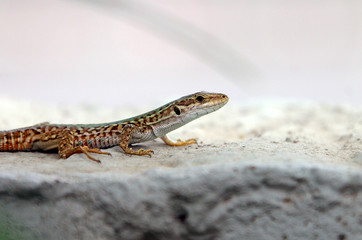 Lizard