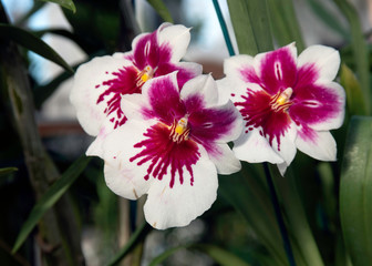 Fototapeta premium Magenta & White Trio