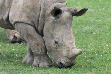 Obraz premium Rhino Baby