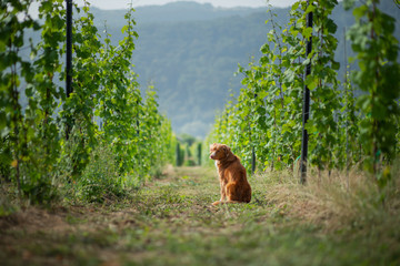 Naklejka premium dog in grape trees. Pet on nature. cute Nova Scotia Duck Tolling Retriever, Toller