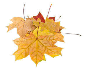 autumn leaves isolated on white background