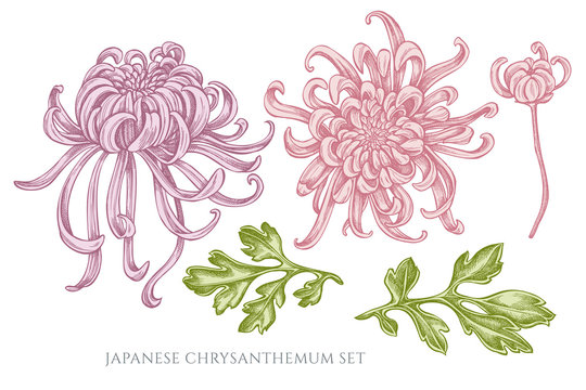 Vector collection of hand drawn pastel japanese chrysanthemum