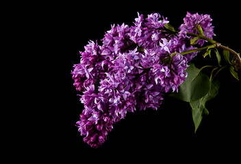 lilac flowers isolated on black background