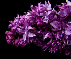 Fototapeta premium lilac flowers isolated on black background