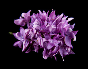 lilac flowers isolated on black background