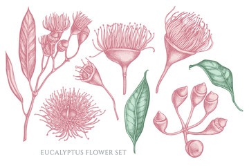 Vector collection of hand drawn pastel eucalyptus flower