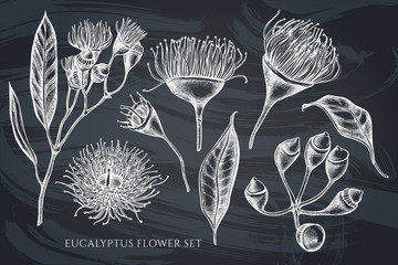 Vector collection of hand drawn chalk eucalyptus flower