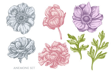 Vector collection of hand drawn pastel anemone