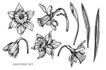 Vector collection of hand drawn black and white daffodil
