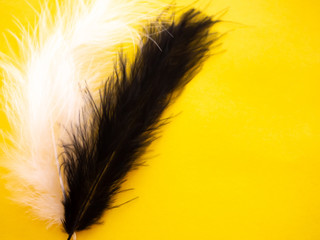 White and black feathers on a yellow background