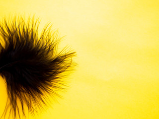 Black feather on a yellow background
