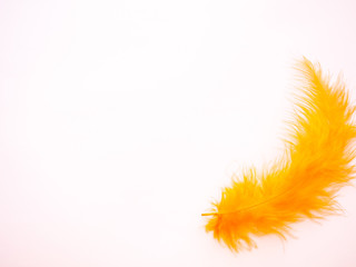 Orange feather on a pastel pink background