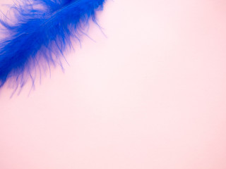 Fototapeta na wymiar Blue feather on a pastel pink background