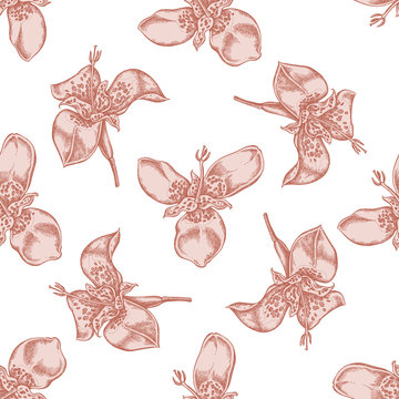 Seamless pattern with hand drawn pastel tigridia