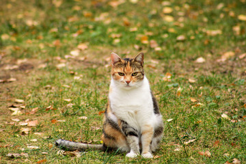 Naklejka na ściany i meble Portrait of adorable domestic cat in garden, enjoys in afternoon sun and beautiful natural environment. Autumn, fall leaves on grass. Cute cat sitting in grass and posing in front of camera in field.